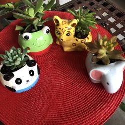 Super Cute Decorative Colorful Ceramic Pot With Plant $6 each. Buy 3 for $16