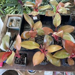 Black Cardinal plants 