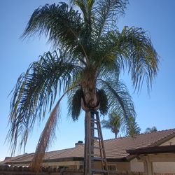 Trees / Palms / Bushes / Fruit Trees 