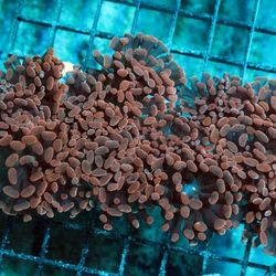 Saltwater Aquarium Tank Decorations Hammer Coral Frags 