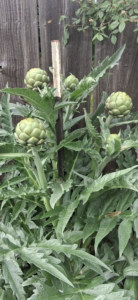 Artichoke Plants