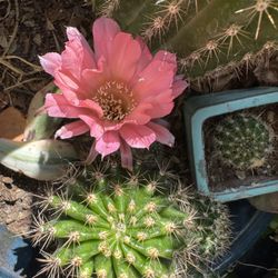  cactus with Fragrant Flowers 