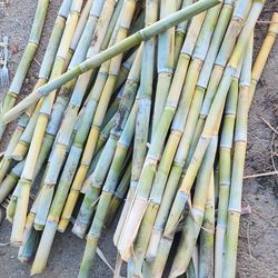 Sugar cane.