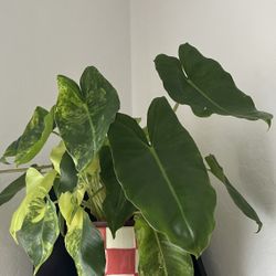 Philodendron Plant