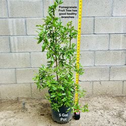 Pomegranate Fruit Tree +/-5 ft Tall
