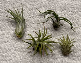Tillandsia Air Plant Collection – 4 Healthy Baby Plants