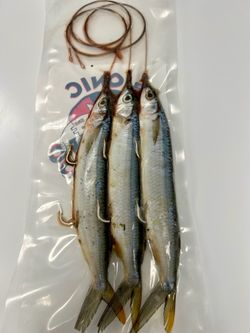 It’s going to be a great weekend, so get out on the water. Need Bait? Come Buy & Save $$$