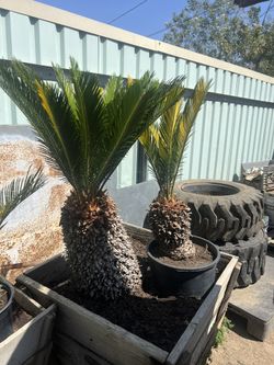 Sago Palms 