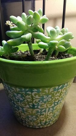 Blue devil sedum plant