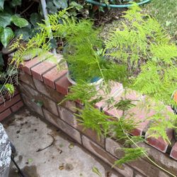 Air Fern In A Pot Decorative 