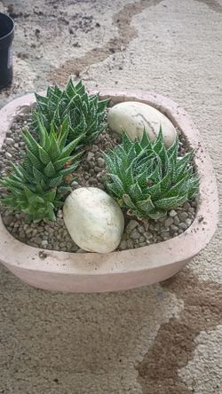 2 Aloe Aristata & 1 Haworthia