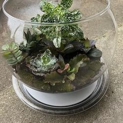 Plant Terrarium (Large)