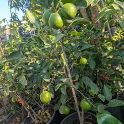 Persian Lemon Tree  ( Limón Persa Gree)