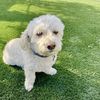 Benji
