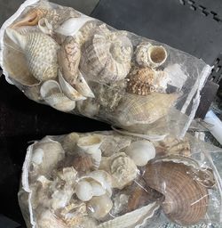 Two Bags Of Decorative Shells