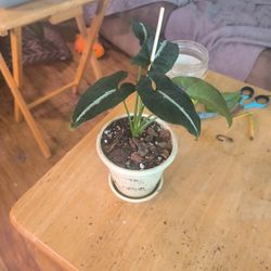 Syngonium wendlandii