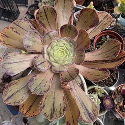 Aeoniums Aeonium Brown Rose Pick Up In Upland 