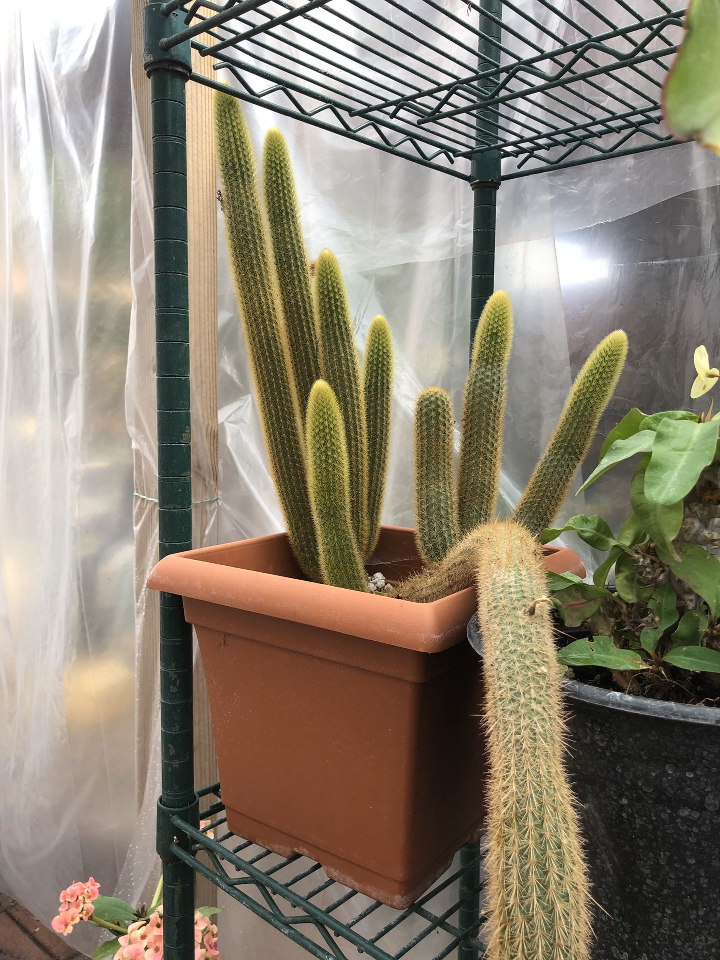 Cactus cola de Zorro