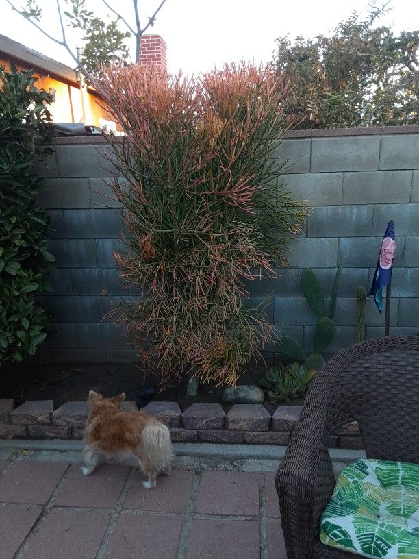 Firestick 20 Dollers