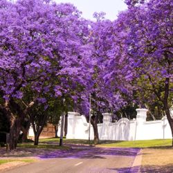 Jacaranda Mimosa Tree 1gallon Flower ColorPurple 