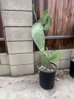 nopal