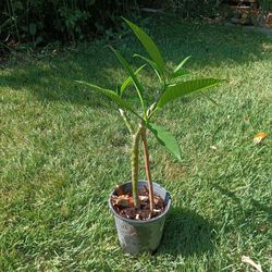Plumeria Tree
