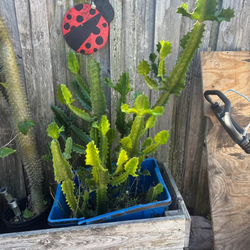 Candelabra cactus planter