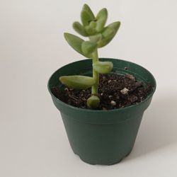 Succulent  for Sale! 🌵