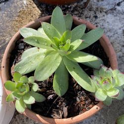 Propagate Succulent Plant