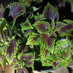 Coleus