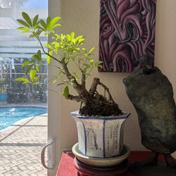 Hawaii Umbrella Bonsai