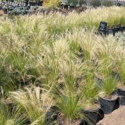 Drought Tolerant Grasess