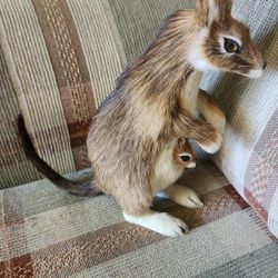Vtg Kangaroo With Baby Joey Real Fur Glass Eyes Taxidermy Miniature Figurine
