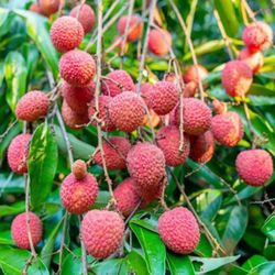 Lychee Litchi Chinesis Vai Thieu Starter Plant 1 Ft Ready To Grow
