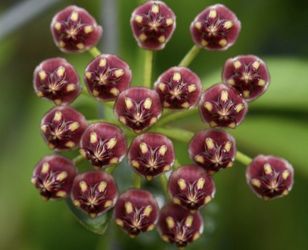 Hoya wayetti Tri-color Starter Plant