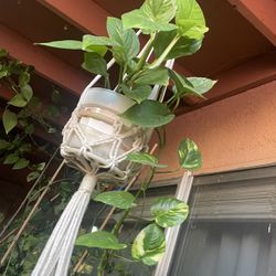 HERMOSAS PLANTAS NATURALES “GOLDEN POTHOS PLANT 