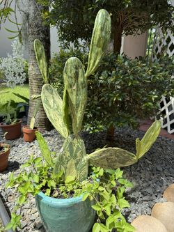 Variegated Prickly Pear Cactus