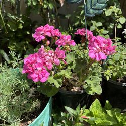 Malva geranio