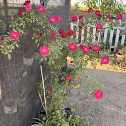 Rosal