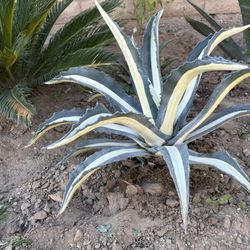 Agapi Plant Americana