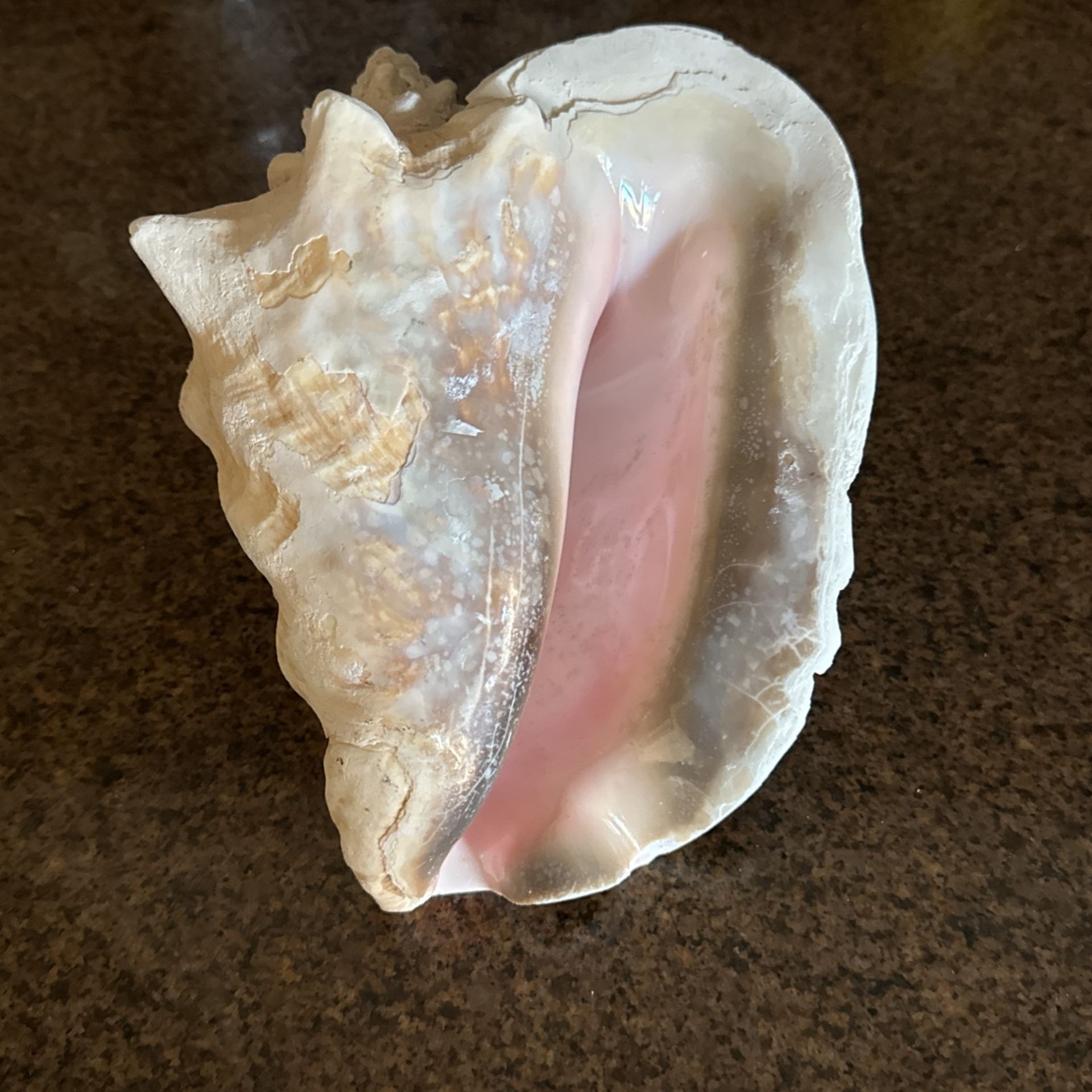 Large Conch Shells (Set of 12)