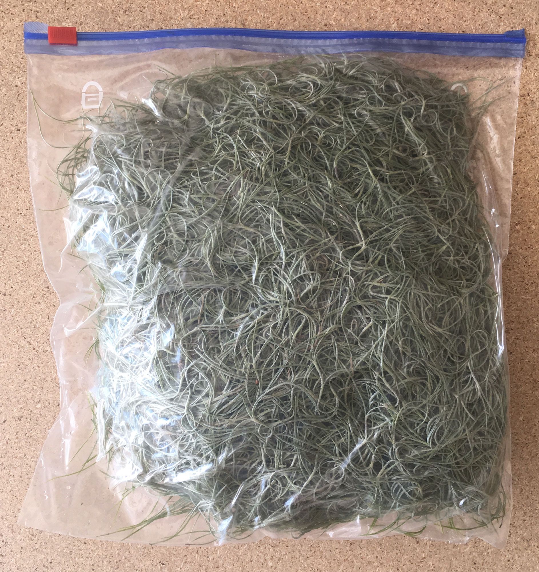Spanish Moss from Florida