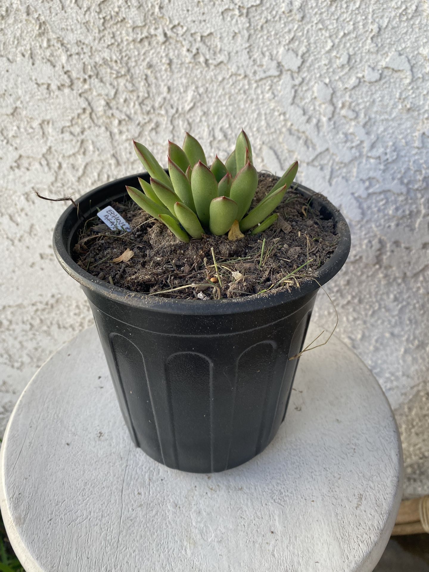 1 Gallon Pot Succulent Plant - Echeveria Agavoides - Molded Wax - Rooted & Established Plant - Drought Resistant - 🪴