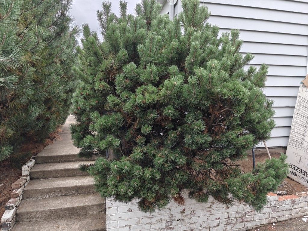 Free Bush