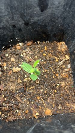 Mimosa tree seedlings