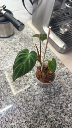 Plant Sale Philodendron Verrucosum 6”