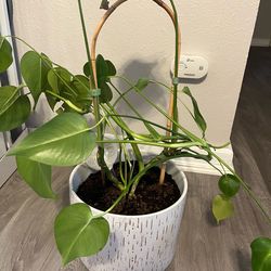 Beautiful monstera 🌱
