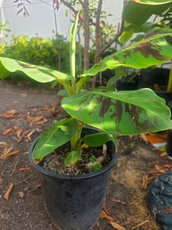 Mysore dwarf Indian banana plant