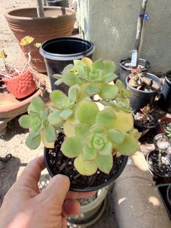 Succulent