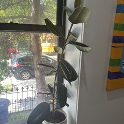 Large Indoor Plant